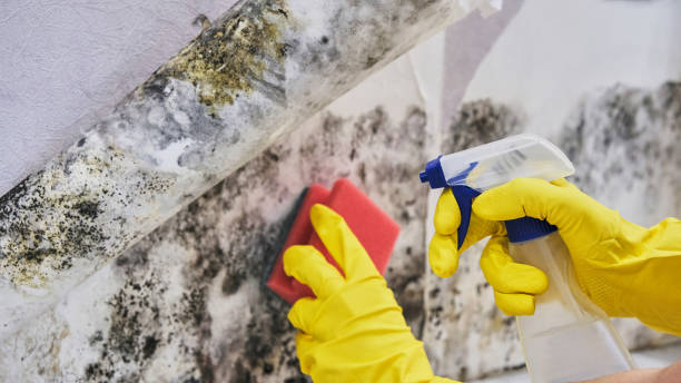 Best Mold Remediation for Healthcare Facilities  in Peabody, KS